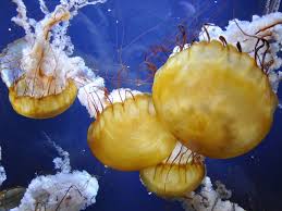Image result for Jellyfish