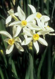 Heirloom Spring Planted Bulbs Daffodil Bulbs Spring Flowering Bulbs Daffodils