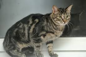 Image result for tabby cats pictures