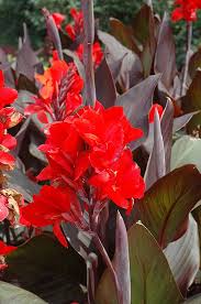 Expert advice, professional delivey a. Cannova Bronze Scarlet Canna Canna Cannova Bronze Scarlet At Calloway S Nursery Planting Flowers Plants Canna Flower