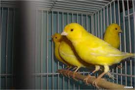 Canarios Amarillos Canary Birds Beautiful Birds Birds