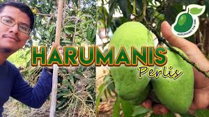 Harum manisnya si mangga harum manis perlis. Musim Mangga Harumanis Perlis 2020 Part 1 Youtube