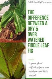 Buy direct from the grower and save! The Two Most Common Problems For Fiddle Leaf Fig Plants Are Ironically The Opposite Too Much And Too Little Wat Fig Plant Fiddle Leaf Fig Fiddle Leaf Fig Care