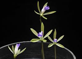 Image result for Nervilia kotschyi