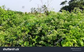 Image result for Mikania cordata