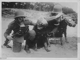 German Soldiers And Scouting Dogs Training During A Gas Drill In The War Dogs Military Working Dogs Gas Mask
