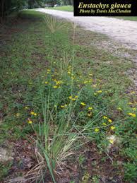 Image result for Eustachys