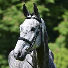 Equitation 15-17 3'3"