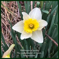 Although they are short, they capture the charm of this. Haiku First Flowers Forged Mettle Farm