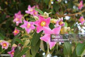Image result for Lagunaria