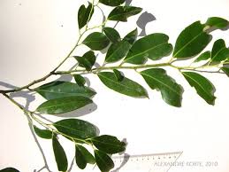 Image result for Heisteria