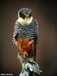 Birds On The Bat Forum Bat Falcon Falco Rufigularis Caure Raptor Birdsofprey Birdofprey Bird Of Prey Lifecommunity Birds Beautiful Birds Colorful Birds