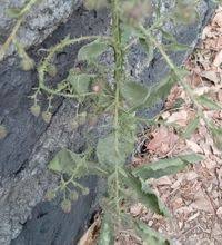 Image result for Laggera