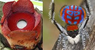 Table of contents animals names in hindi (जानवरों के नाम) farm animal name in hindi and english (फार्म पशु क़े नाम) Photos Top 20 New Species Of Animals And Plants Of 2016