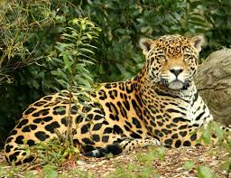The mother stays with them and defends them fiercely from any animal that may approach—even their own father. Jaguars Amazon Animals En Forest India Jaguars Mammal Predator Science Zoology Glogster Edu Interactive Multimedia Posters