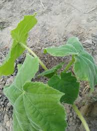 Image result for Abutilon sonneratianum