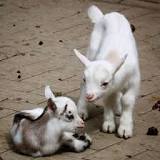 Image result