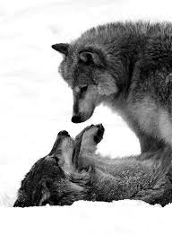 Wolf Wolf Wolf Love Beautiful Wolves Animals Beautiful