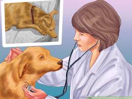 Full spectrum treatments to optimize your dog's life quality cancer is staged by testing for spread or metastasis. 3 Ways To Diagnose Prostate Disease In Intact Male Dogs Wikihow Pet