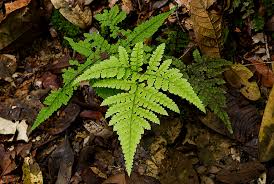 Image result for Triplophyllum