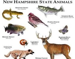 Etsy Your Place To Buy And Sell All Things Handmade Animals Animal Posters Animals Wild