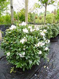 Rhododendron Cunningham White Shade Tolerant Evergreen Shrub For A Bit Of Interest They Flower In The Garden Shrubs Evergreen Garden Evergreens For Shade