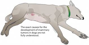 Some dog owners think dogs can't get skin cancer because of their coats. Malignant Mammary Tumors In Dogs Vca Animal Hospital