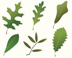 Image result for white oak leaf