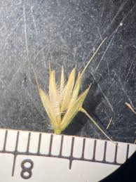 Image result for Kampochloa