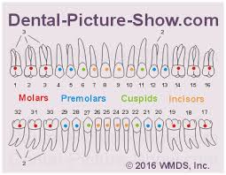 how many roots and root canals do teeth have tables charts