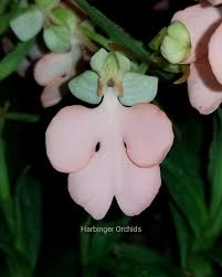 Image result for Habenaria dregeana