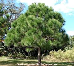 Buy pine trees and shrubs online with delivery right to your door. Slash Pine Tree