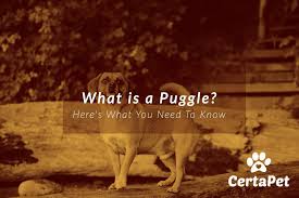 What Is A Puggle Dog Heres What You Need To Know Certapet