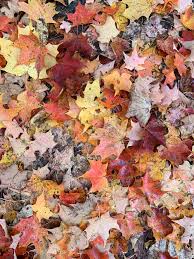 Also called swamp maple, carolina red maple and scarlet maple, red maple (acer rubrum) grows best in u.s. October 2018 Entries Kottke Org