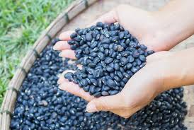 In this video you're going to learn exactly how to start (and grow) a successful youtube channel this year.to be clear: How To Start Growing Black Beans Step By Step Guidelines