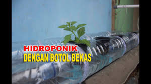 Hidroponik Dengan Botol Bekas Youtube