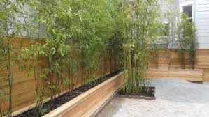 With these 26 bamboo fencing ideas we'll gladly show you some beautiful examples and possibilities. Bamboo For Privacy Screening Bamboo Sourcery Nursery Gardens