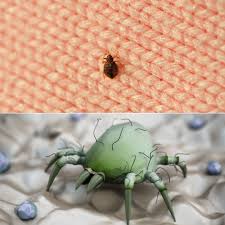 Image result for Dust mite
