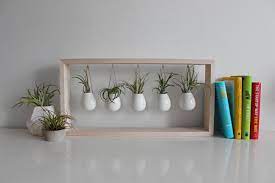 • peas • sunflowers • wheat • popcorn • nasturtium. 29 Micro Green Shelves Ideas Green Shelves Microgreens Herbs Indoors