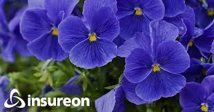 State flowers are chosen for many different reasons. New Jersey Small Business Liability Insurance Quotes Insureon