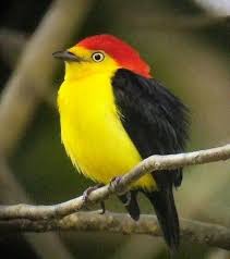 Black Bird With Red And Yellow Beak Bright Yellow Black Red Bird Aves Ave Silvestre Aves Exoticas