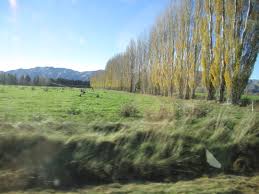 Maybe you would like to learn more about one of these? South Island Pengembara Berpoket Nipis