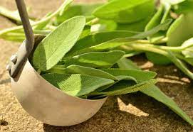 Sage (salvia officinalis) is a versatile herb used in strews, stuffing mixtures for poultry and as an accompaniment to lamb or pork. Selain Pengharum Kosmetik Ini 4 Manfaat Daun Sage Untuk Kesehatan Yang Jarang Diketahui Kegunaan Efek Samping Interaksi Hello Sehat