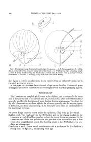 Image result for Wolffiella welwitschii