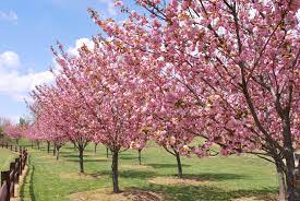 It is one of the best ornamental flowering trees, that with a little care, can be a visual treat for months together, not only. Kwanzan Cherry Tree Care Landscape Designs For Your Home Cherry Tree Flowering Cherry Tree Blossom Trees