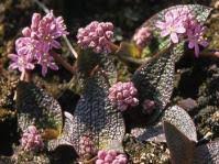 Image result for Rhynchosia galpinii