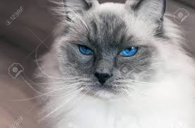 The breed was developed by american breeder ann baker in the 1960's. Portrait Of Beautiful Ragdoll Cat With Blue Eyes Stock Photo Picture And Royalty Free Image Image 90168665