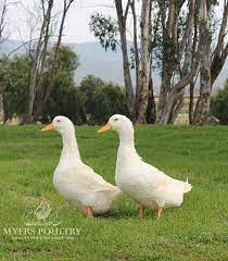 Our laying ducks are $45 each. Pekin Ducklings For Sale Day Old Poultry Myers Poultry