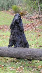 Cocker Spaniel Ingles Preto Black Cocker Spaniel Spaniel Breeds Cocker Spaniel