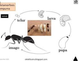 Check spelling or type a new query. Metamorfosis Lebah Dan Semut Brainly Co Id